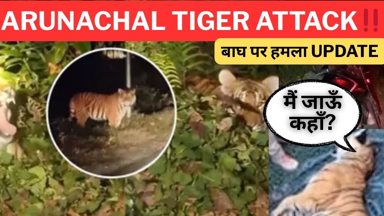 ARUNACHAL TIGER ATTACK BIKER ‼️ Update 