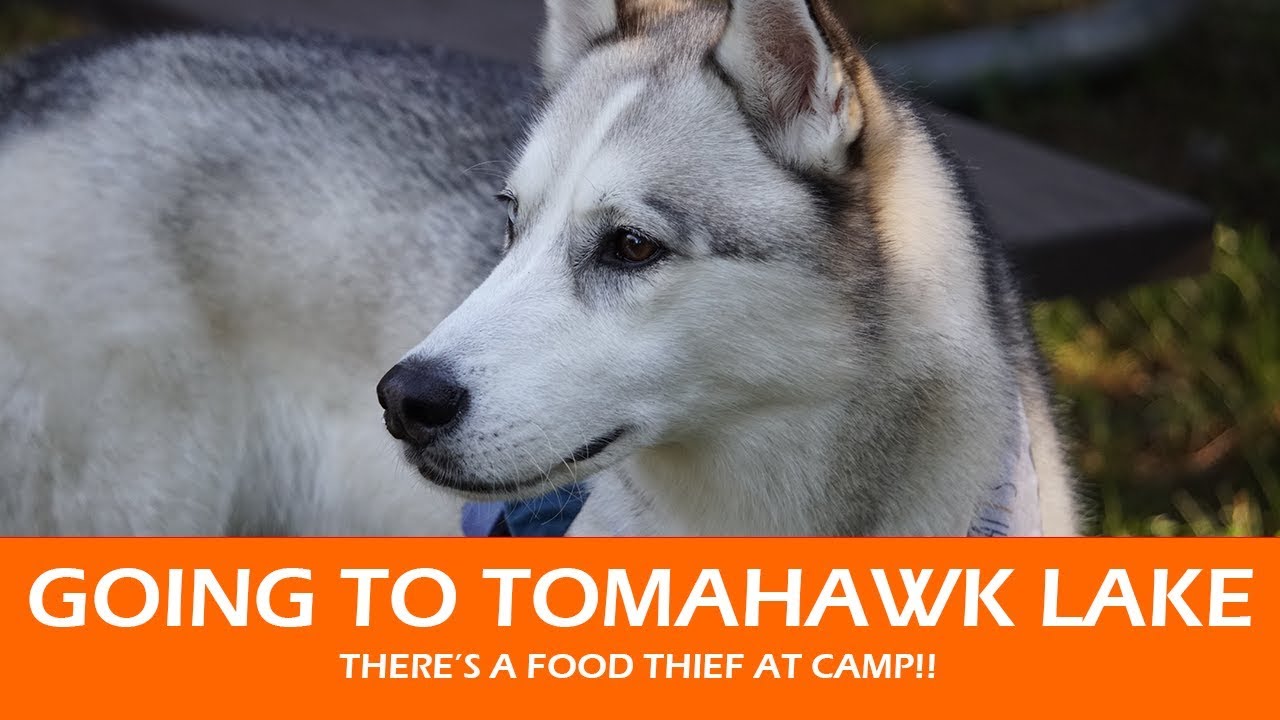 CAMPING AT TOMAHAWK LAKE | We have a food thief in the camp!