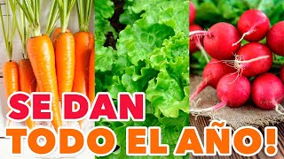 DESCUBRE 6 HORTALIZAS y VERDURAS que se pueden SEMBRAR TODO EL AÑO  (FÁCIL Y SIN TANTO ESPACIO)