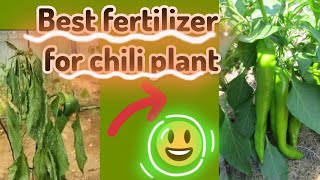 best organic fertilizer for chilli plant || how to grow healthy chilliplant