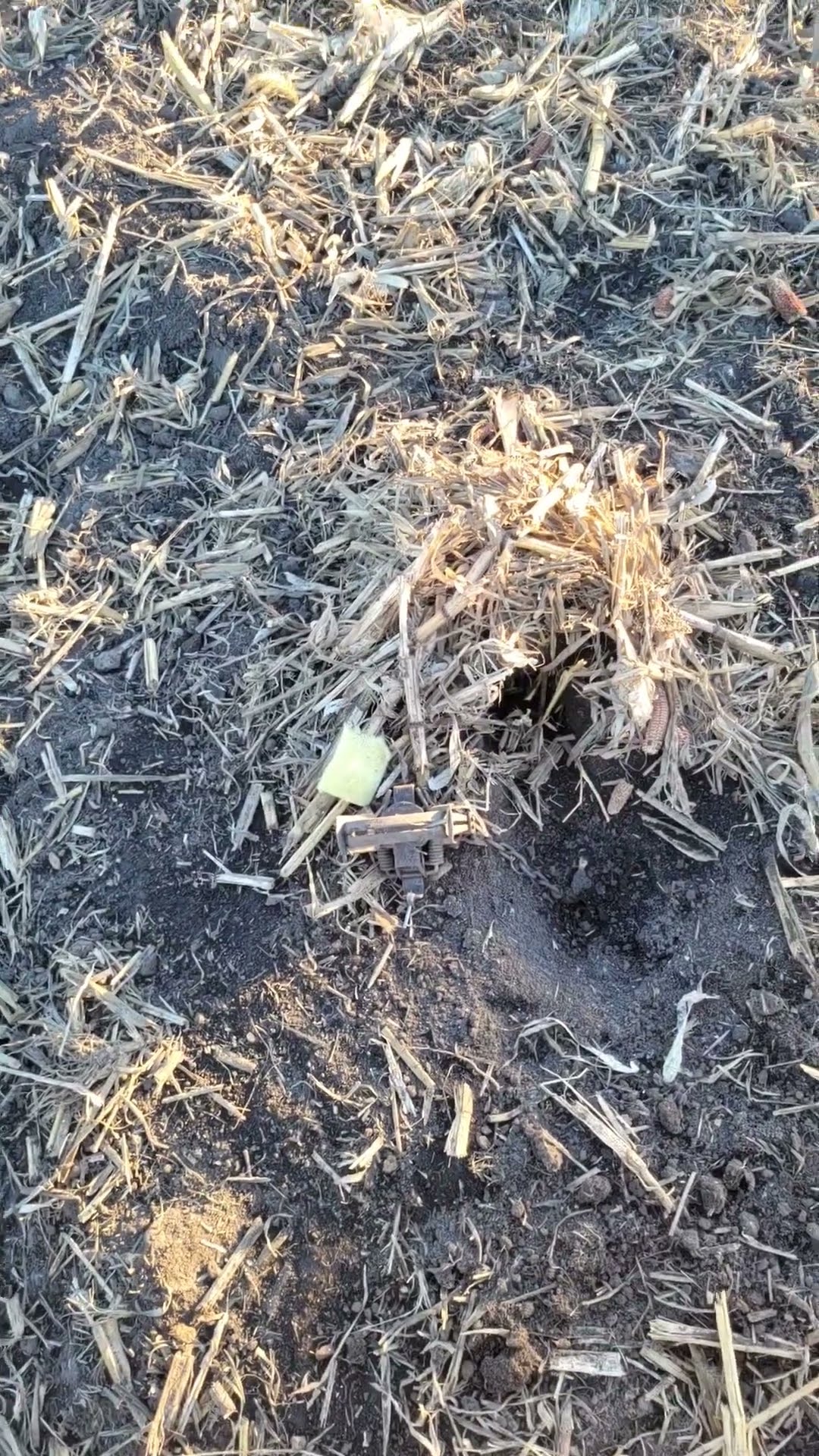 Trapping COYOTES In IOWA YouTube Trapping COYOTES In IOWA YouTube
