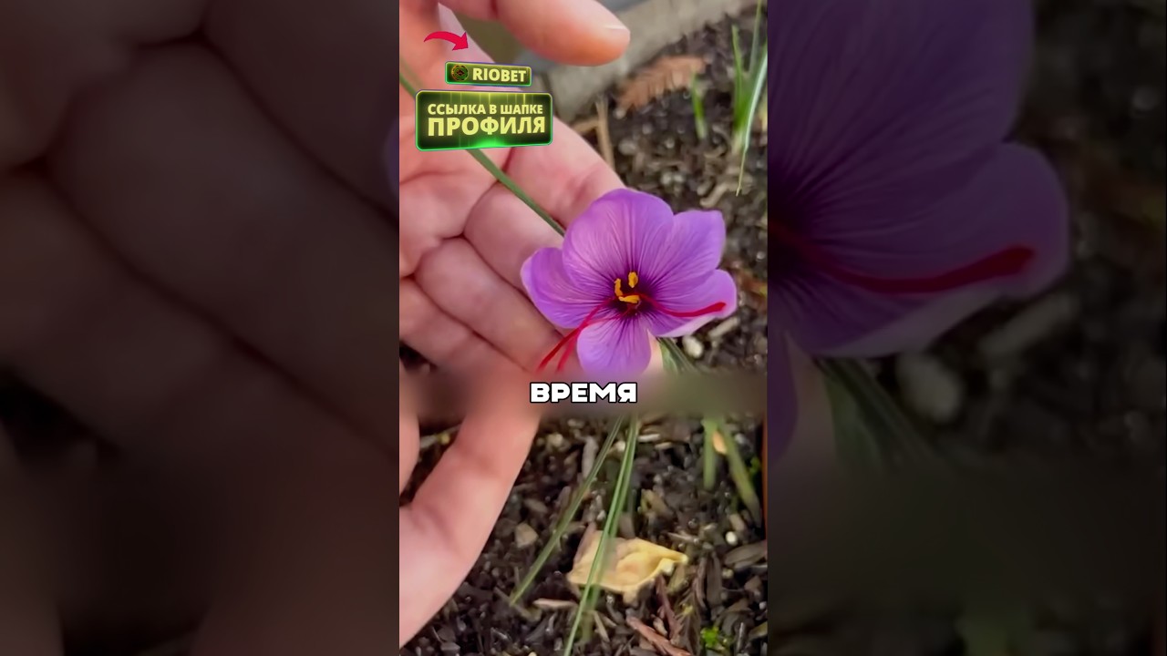 Самое дорогое растение🤯🔥🌱