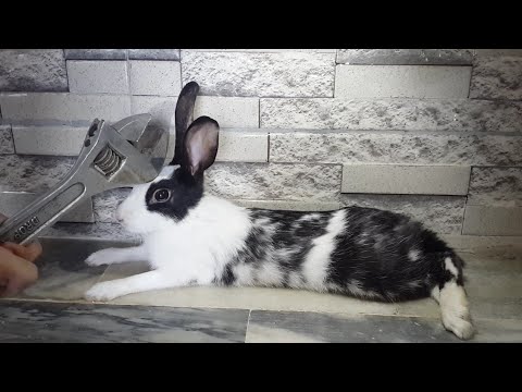 Killing Rabbit With Wrench 😨 | Rabbit ASMR