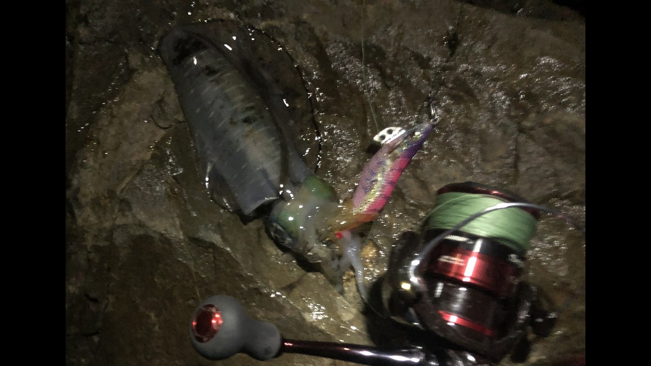 霧島市エギング