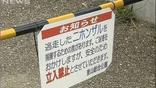 逃げたニホンザルの捜索続く　名古屋の東山動物園（09/10/14）