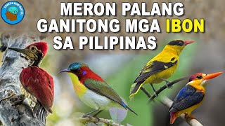 8 MAGAGANDANG MGA IBON Na Makikita Sa Pilipinas | Philippines Beautiful Birds | Smarter Mind Matters