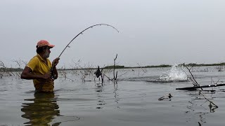 Hook fishing in river | Single hook fishing| manjeera river fishing catch rohu fishes