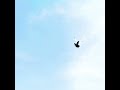 کبوتر بازی دار Beautiful Pigeons کبوتر بازی دار Beautiful Pigeons