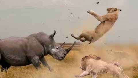 Thế giới động vật: Những loài vật nguy hiểm nhất Châu Phi