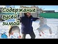 Содержание гусей зимой