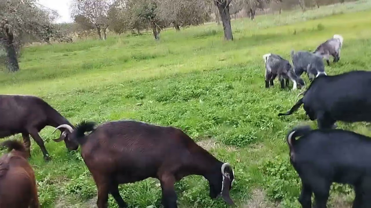 İsmayıllı rayonunda 21 baş təmiz hələb kecisi satilir 5000min manata  əlaqə nömrəsi 055 552 82 11