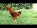 Cocorico mon coq chante