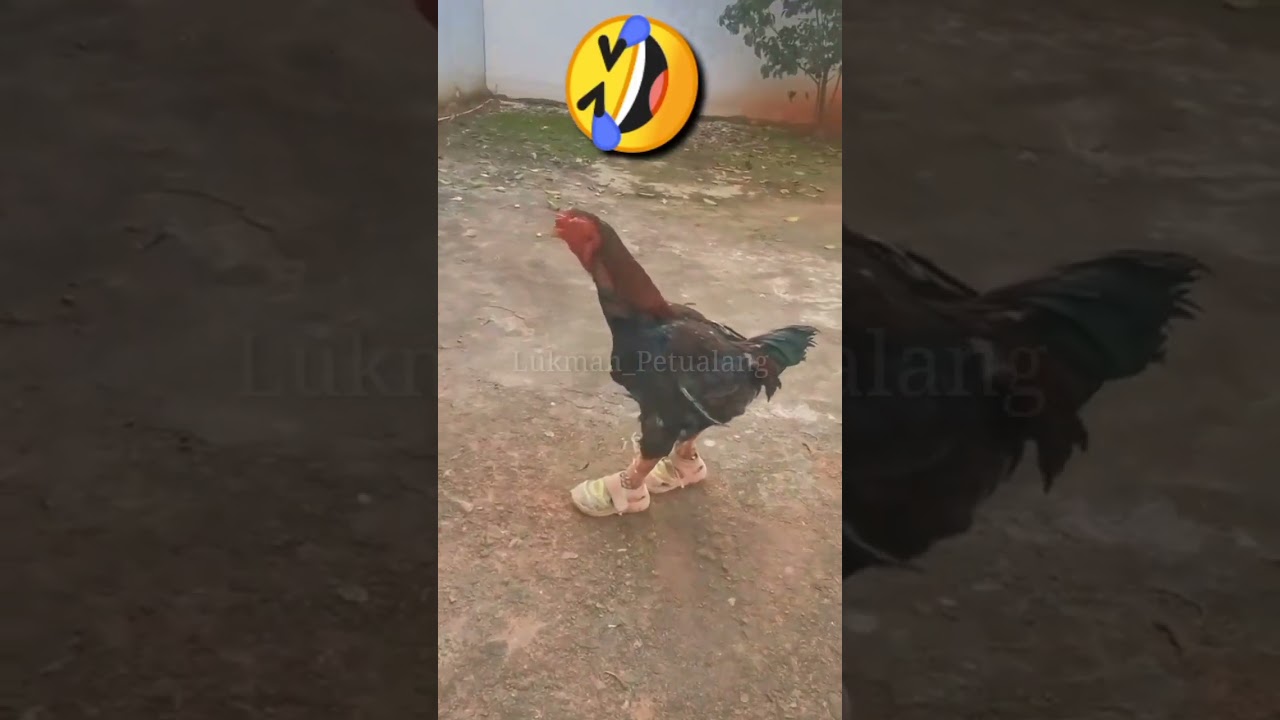 Wear shoes so you don't step on chicken shit 😅 