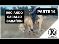 Cómo Iniciar Caballo Garañón PARTE 14 Avance De Tres Meses