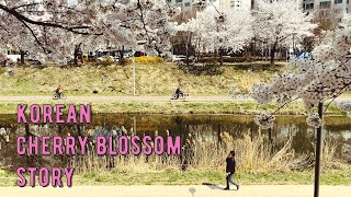 قصة إزهار الكرز الكوري. Korean cherry blossom story