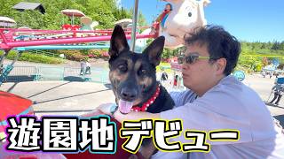 大阪から8時間かけて遊園地に行ったら、愛犬にとって夢の国でしたｗ