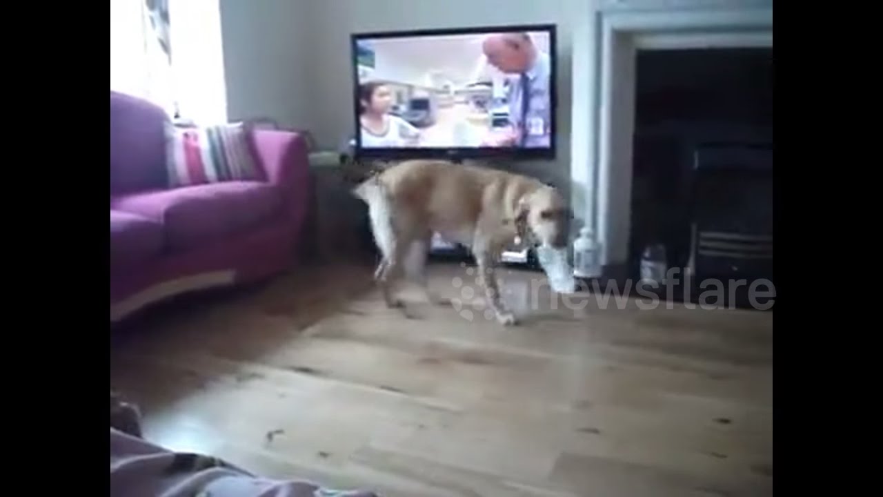 Dog nurses pregnant owner. YouTube