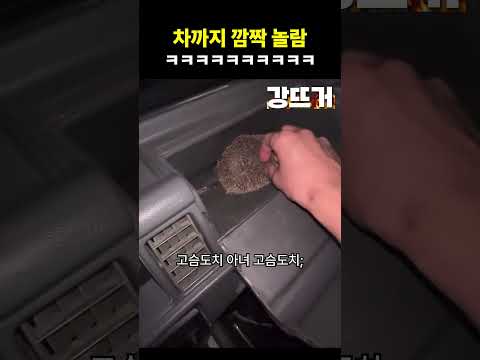 애초에 고슴도치는 왜 있어 ㅋㅋㅋ thumbnail