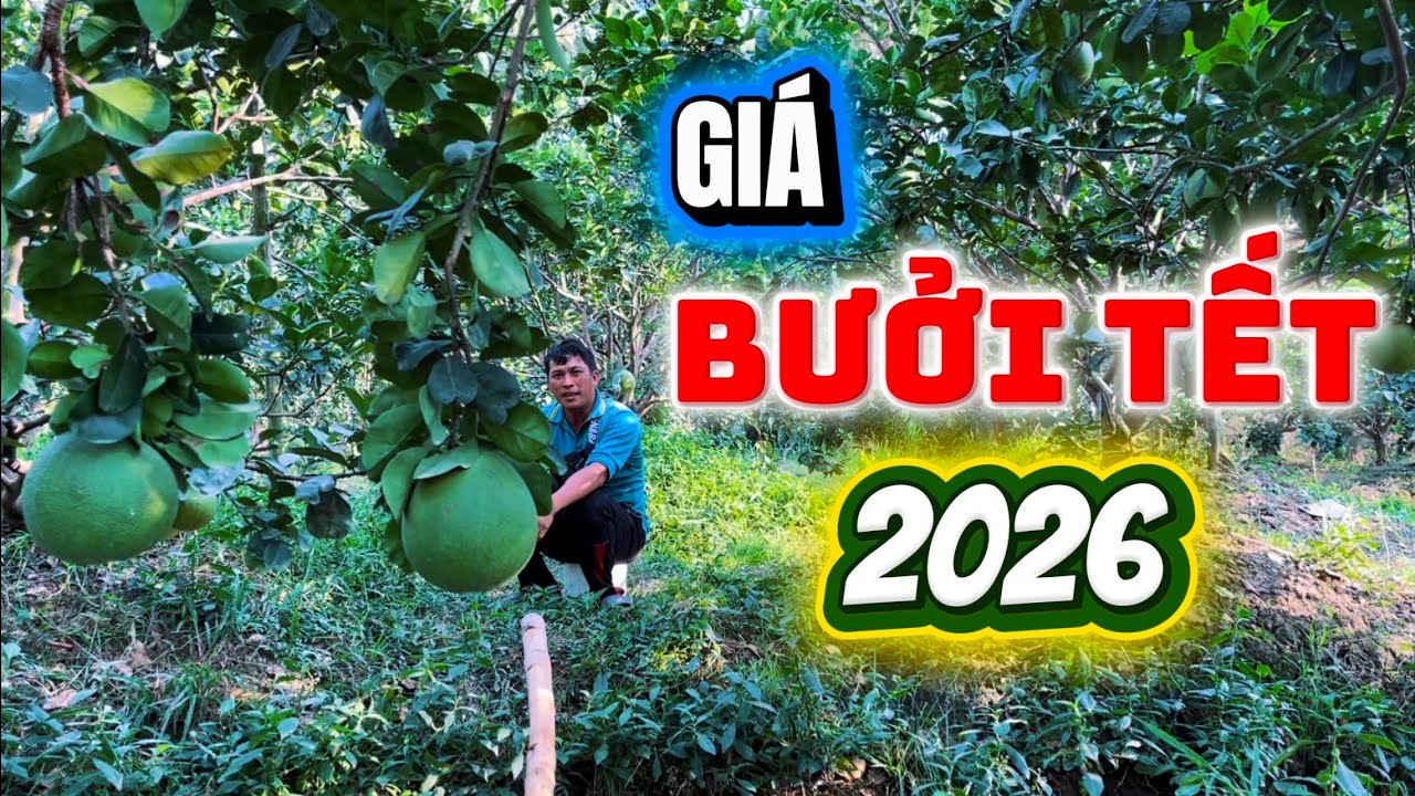 Cập nhật giá Bưởi Tết 2026. Cách phục hồi vườn sau khi cắt bưởi tết