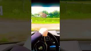 Forza horizon 5 Porsche patika yol