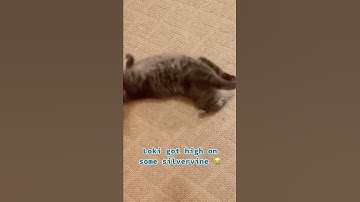 Loki got into some silvervine 😂 #wigglewiggle #cats #catsofyoutube