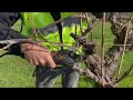 The basics of pruning a grapevine part 1: Introduction to pruning