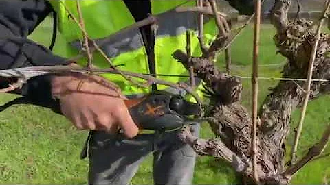 The basics of pruning a grapevine part 1: Introduction to pruning - DayDayNews