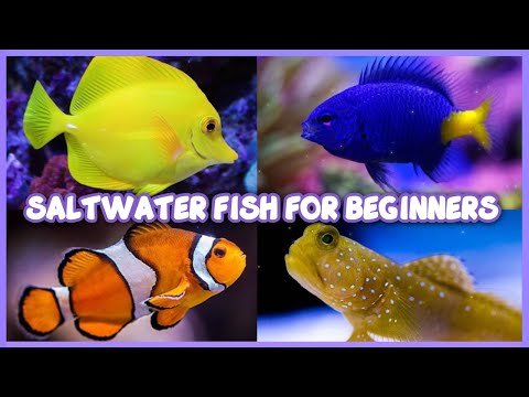 10 Best Saltwater
