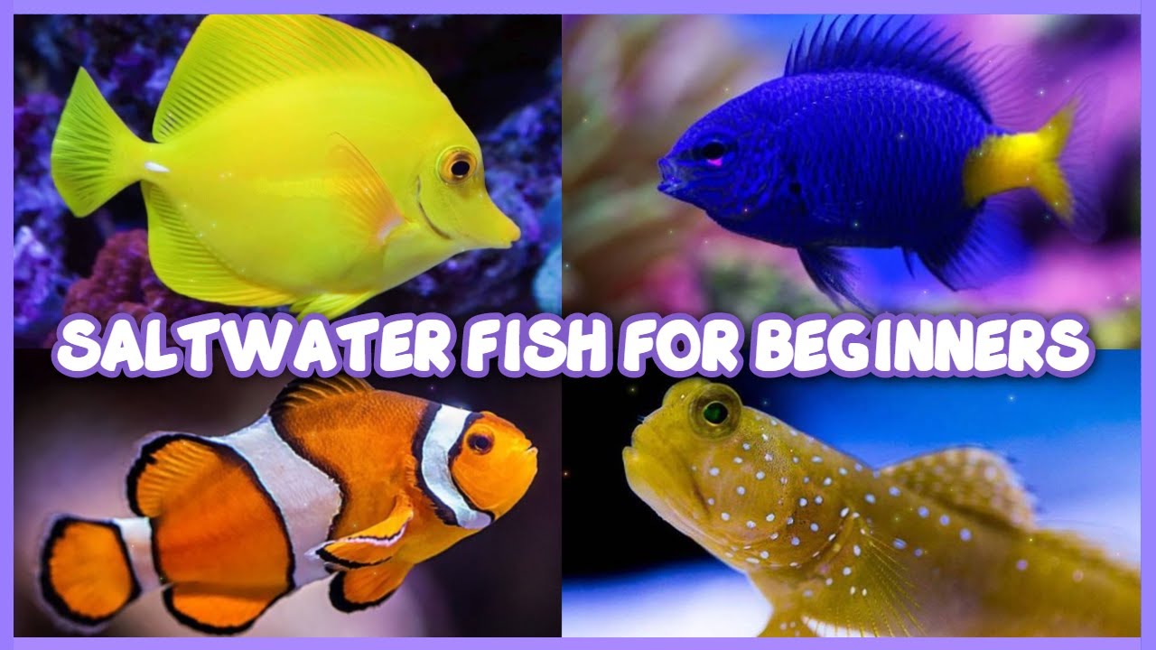 The 28 Best Saltwater Fish for Beginners