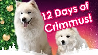 12 Days Of Christmas [Samoyed Edition] by Samoyed Life 5,323 views 6 years ago 40 seconds