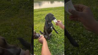 A Starbucks trip calls for a mandatory pup cup #puppy #dog #best #funnypet