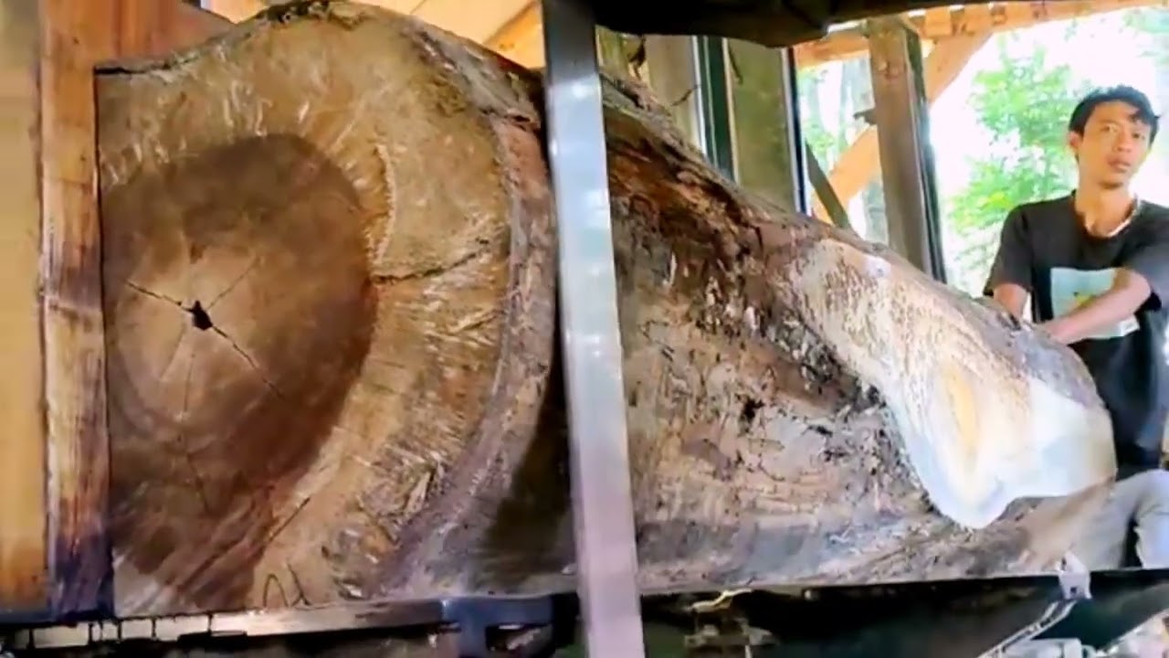 Sawing rain tree wood is difficult to do 