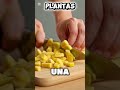 el #abono de #plátano y #café que revive #plantas secas