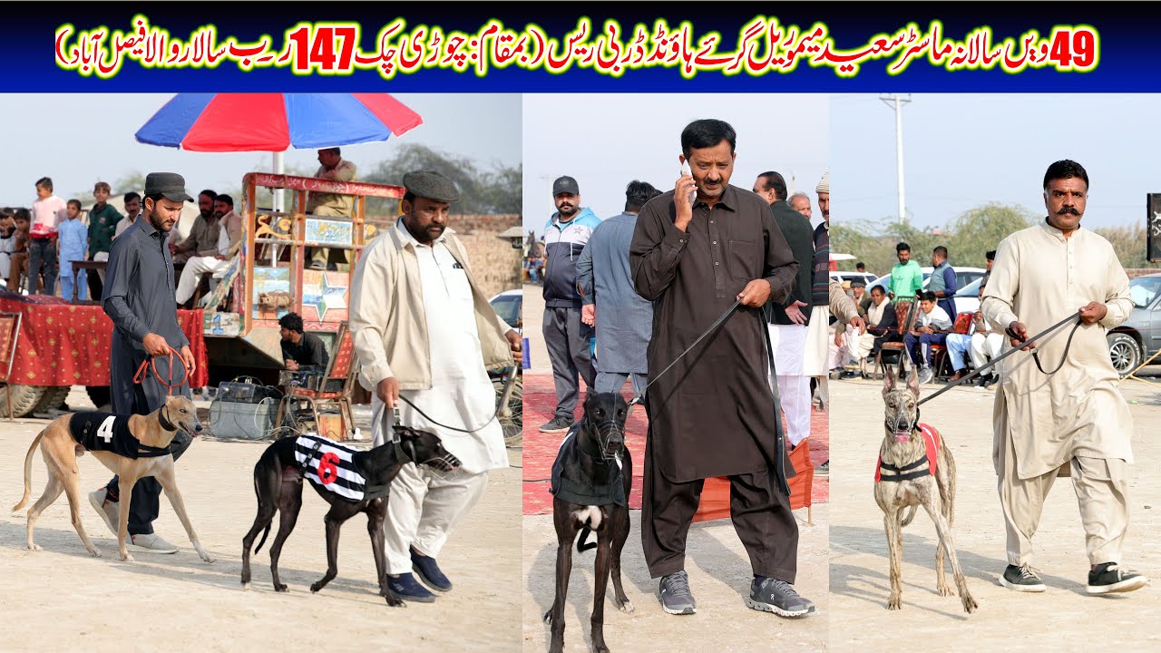 Greyhound Derby Race Country Breed | Semi Final | Master Saeed (M) Cup Faisalabad | 06-12-25 