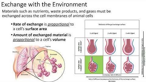 Animal Form and Function