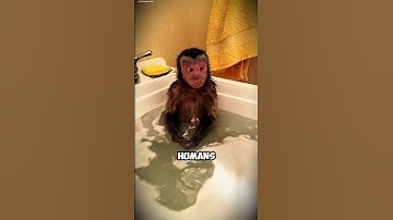 Capuchin Monkeys The Clever Comedians of the Wild #CapuchinMonkey #CleverPrimates #WildlifeWonder