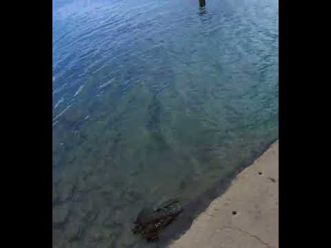 www.youtube.com