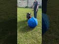 рџЊџBEAU S NEW TOYрџЊџ Shorts Beau Puppy Toy Canecorso рџЊџBEAU S NEW TOYрџЊџ Shorts Beau Puppy Toy Canecorso