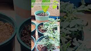 Boosting Plants With Natural Ash Fertilizer