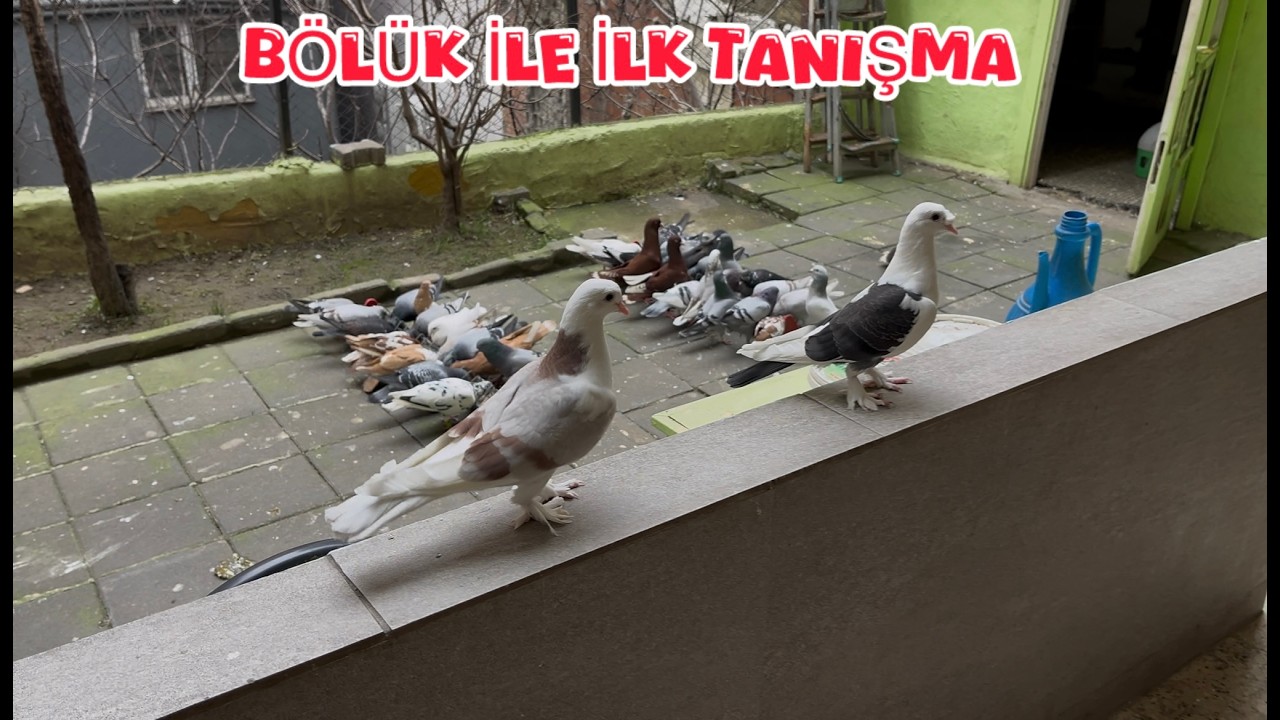 ALA YAVRULAR BÖLÜK İLE İLK TANIŞMA ( BU YAVRULAR GÖKLERİ DELER )