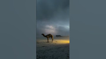 الشيخ أحمد طالب _سورة الزمر _مقام بنجكاه_ تلاوة جميلة