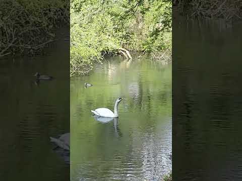 Swan Visit 