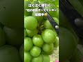 「美味しいぶどうの裏側にある“粒の選抜”とは?」