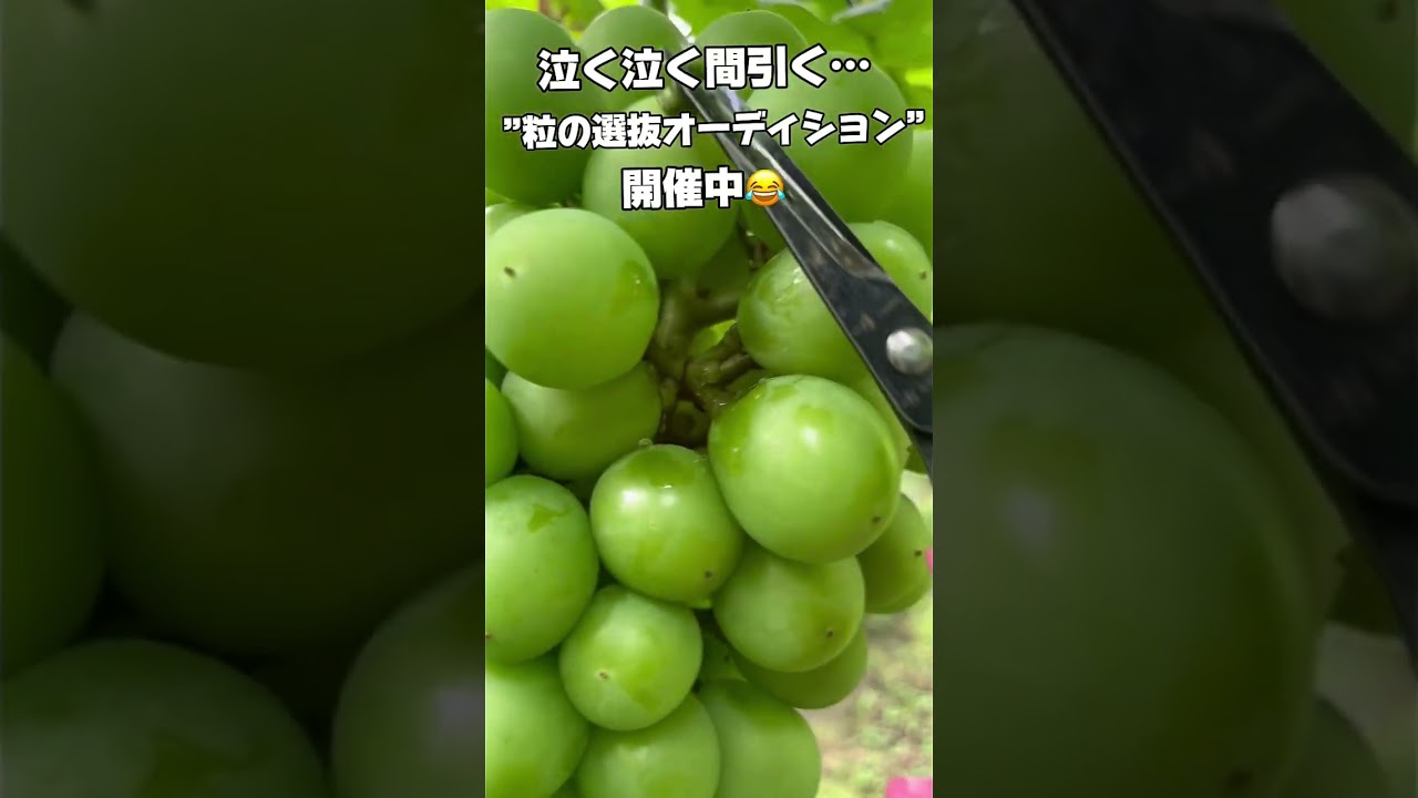 「美味しいぶどうの裏側にある“粒の選抜”とは?」