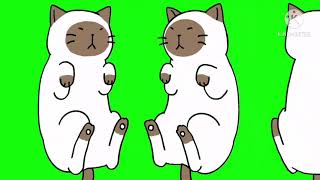 Spinning Cat In Green Screen