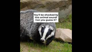 What's That Sound? 3-Question Game | Zoo In The Car screenshot 5