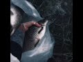 Yuki Yuki