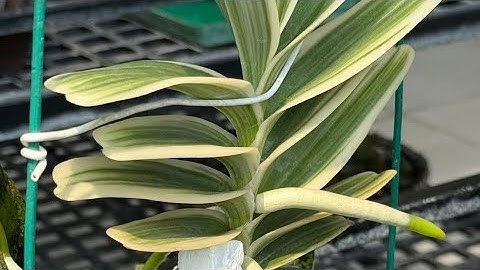 nhạn tháng 8 sọc giá chỉ từ 200k. lh 0878.15.15.15