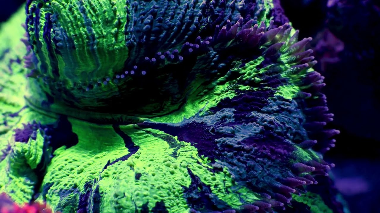 FiedelReef próba V2