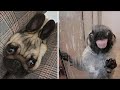 Made your day with these funny and cute pug puppys compilation